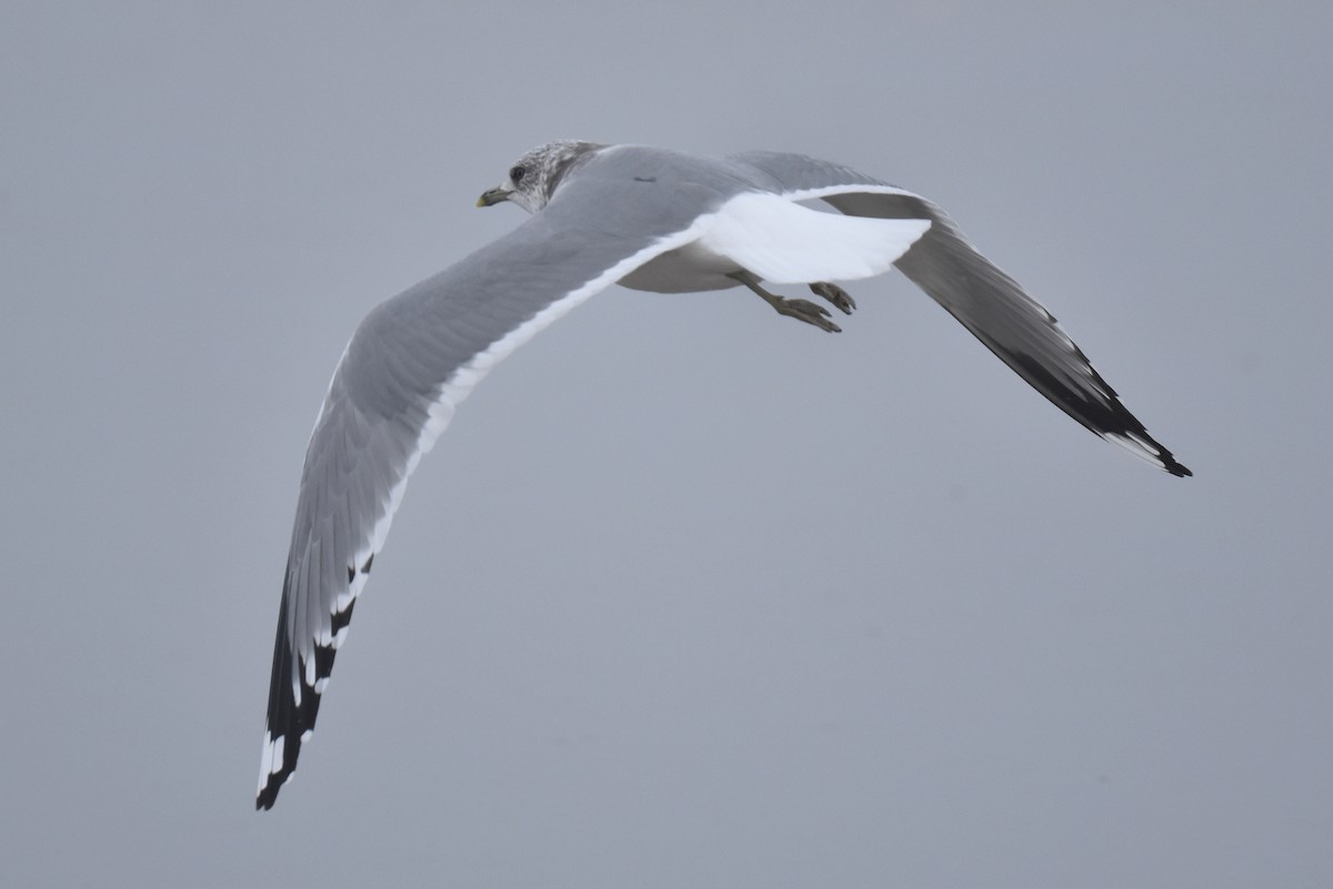 Short-billed Gull - ML645581235