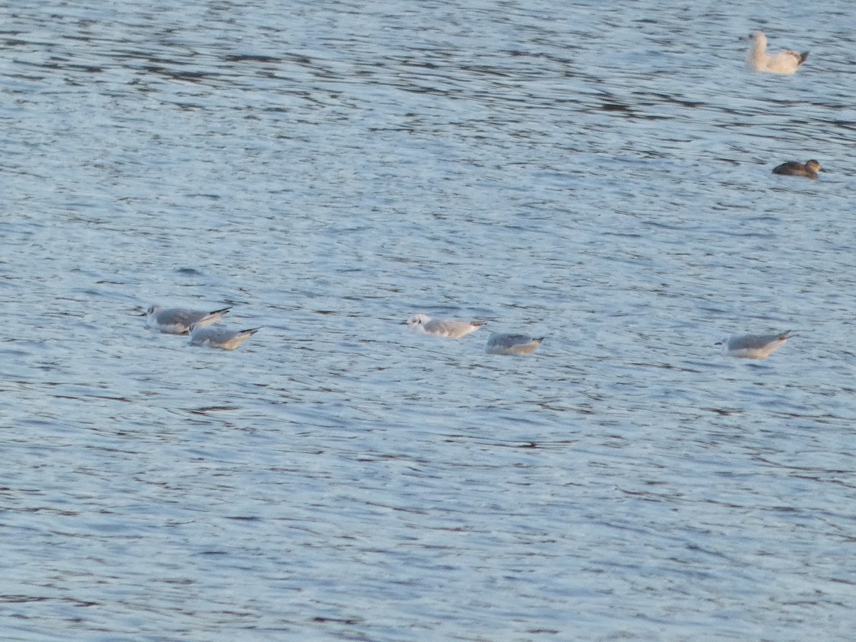 Bonaparte's Gull - ML645581237