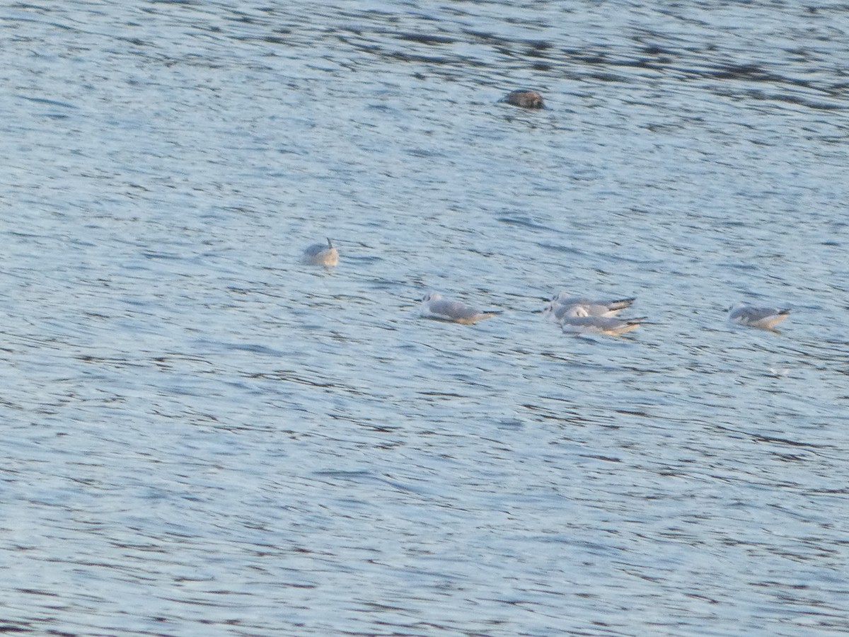 Bonaparte's Gull - ML645581238