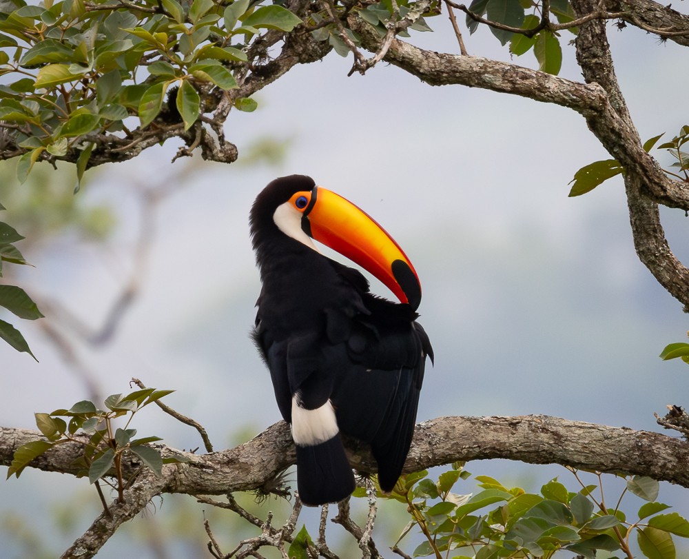 Toco Toucan - ML645581239