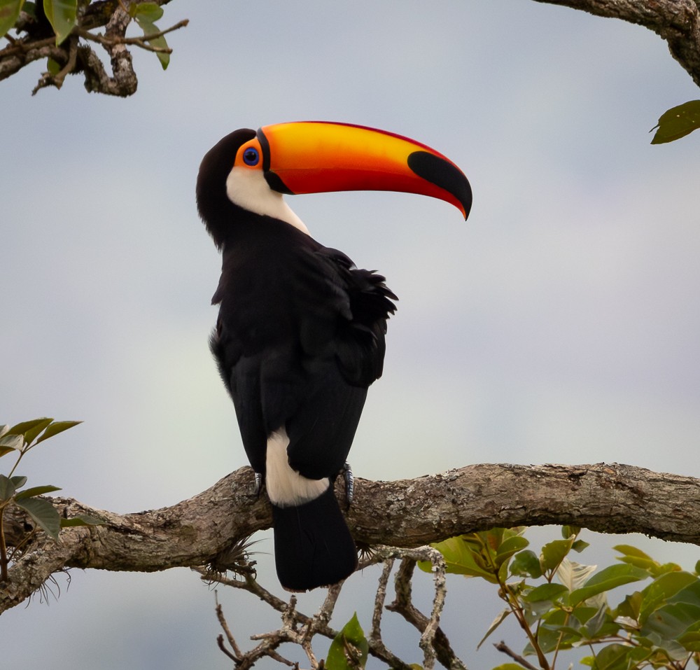 Toco Toucan - ML645581240