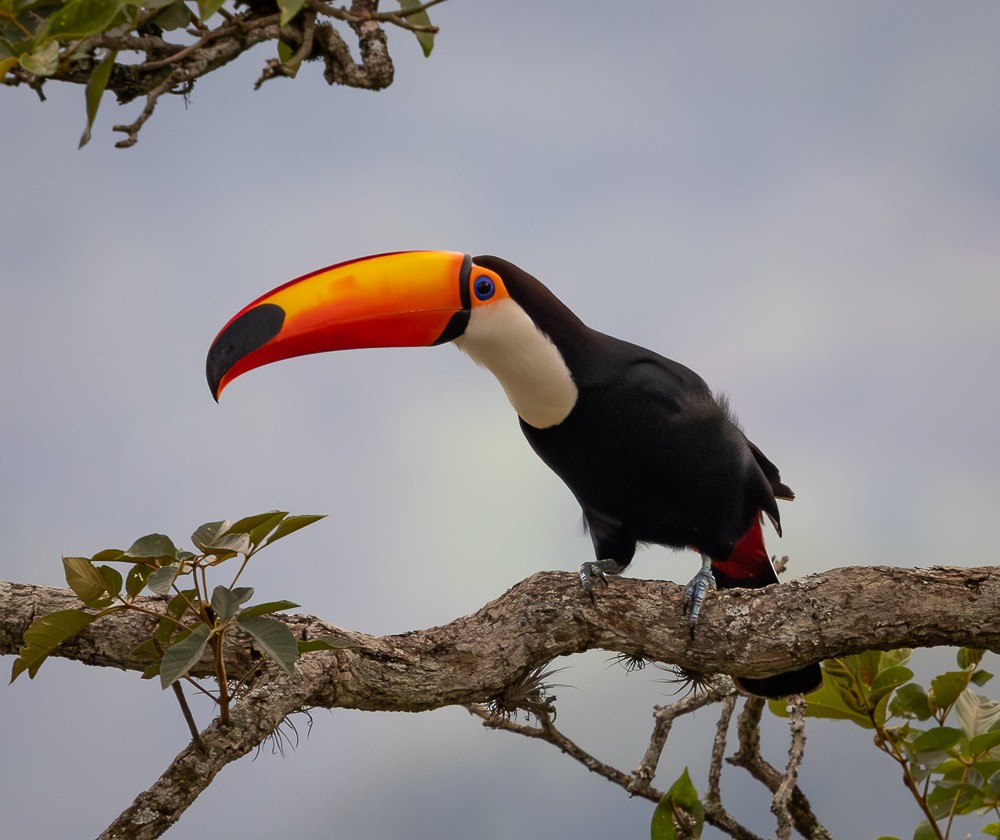 Toco Toucan - ML645581241