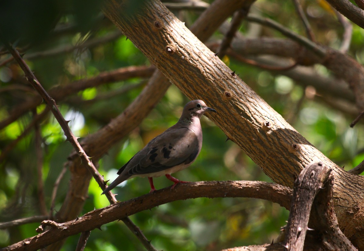 Eared Dove - ML645581243