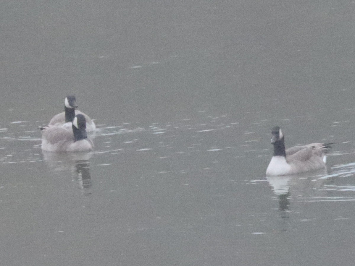 Canada Goose - ML645581250