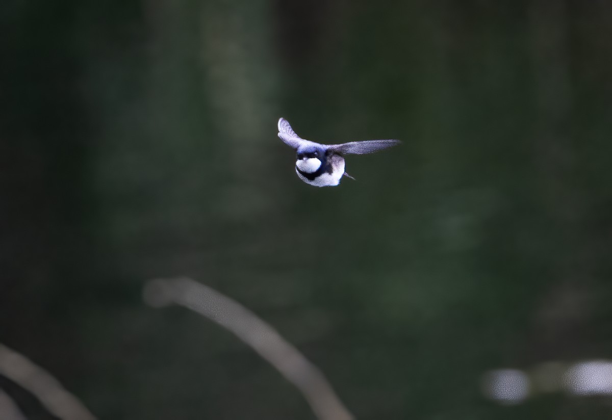 Black-collared Swallow - ML645581259