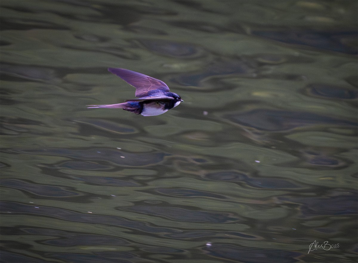 Black-collared Swallow - ML645581263