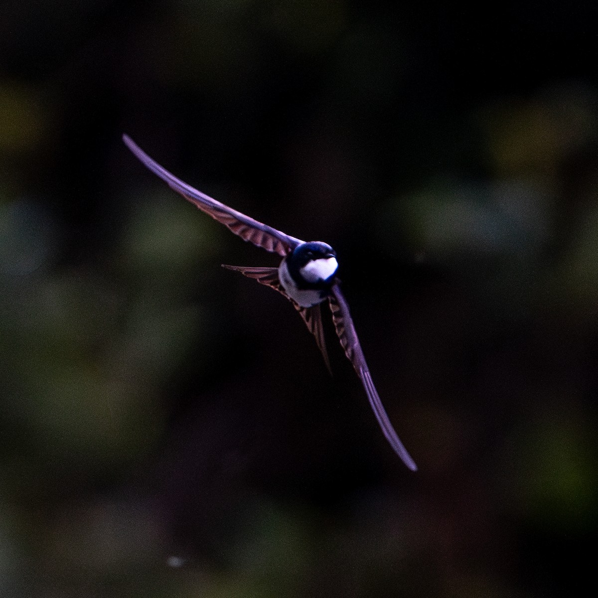 Black-collared Swallow - ML645581264