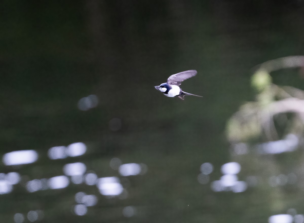 Black-collared Swallow - ML645581266