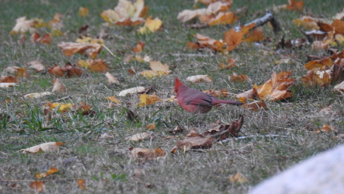 Northern Cardinal - ML645581272