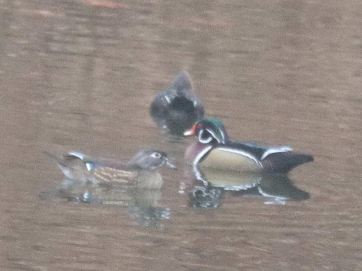 Каролинская утка - ML645581273