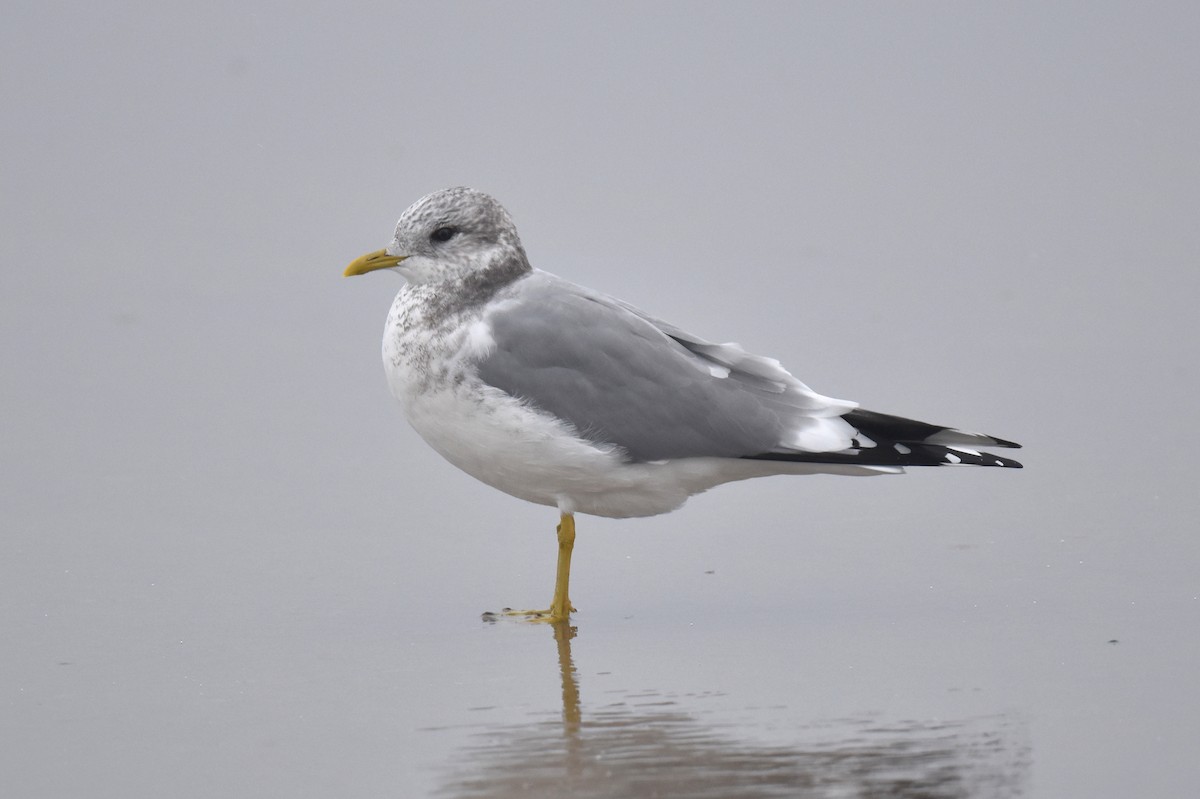 Short-billed Gull - ML645581274