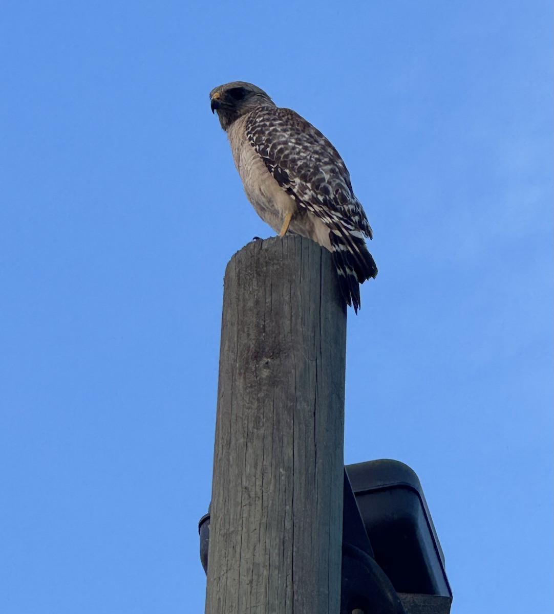 Red-shouldered Hawk - ML645581275