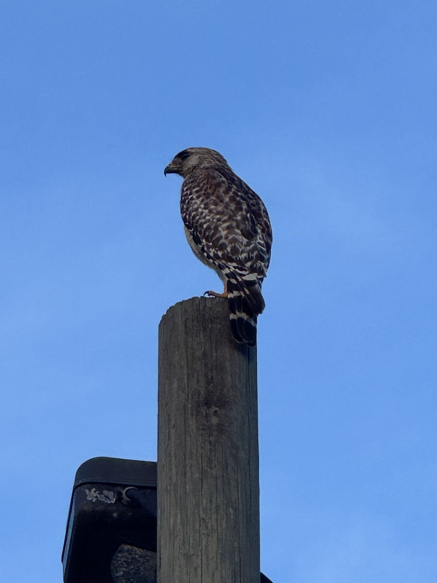 Red-shouldered Hawk - ML645581276
