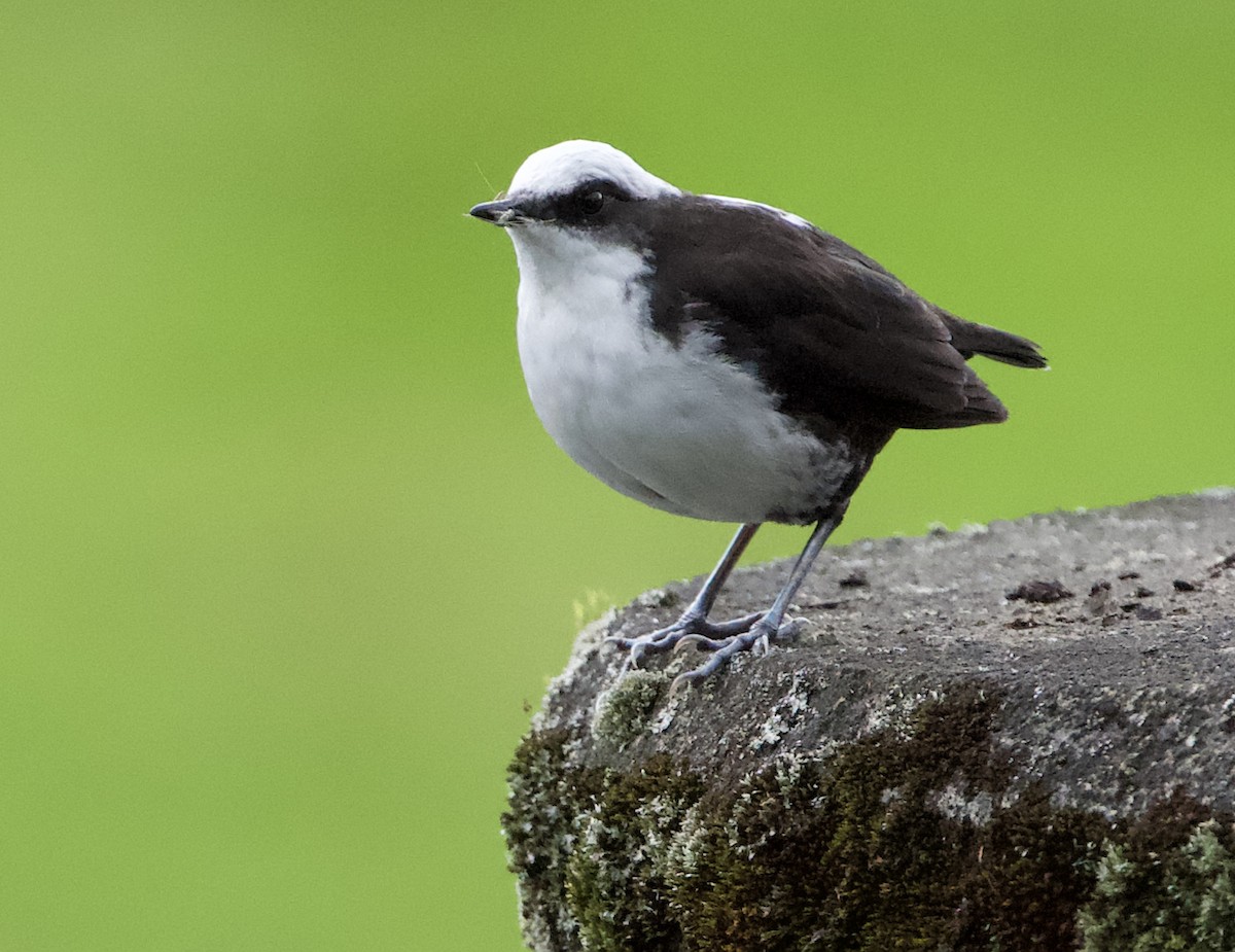 White-capped Dipper - ML645581278