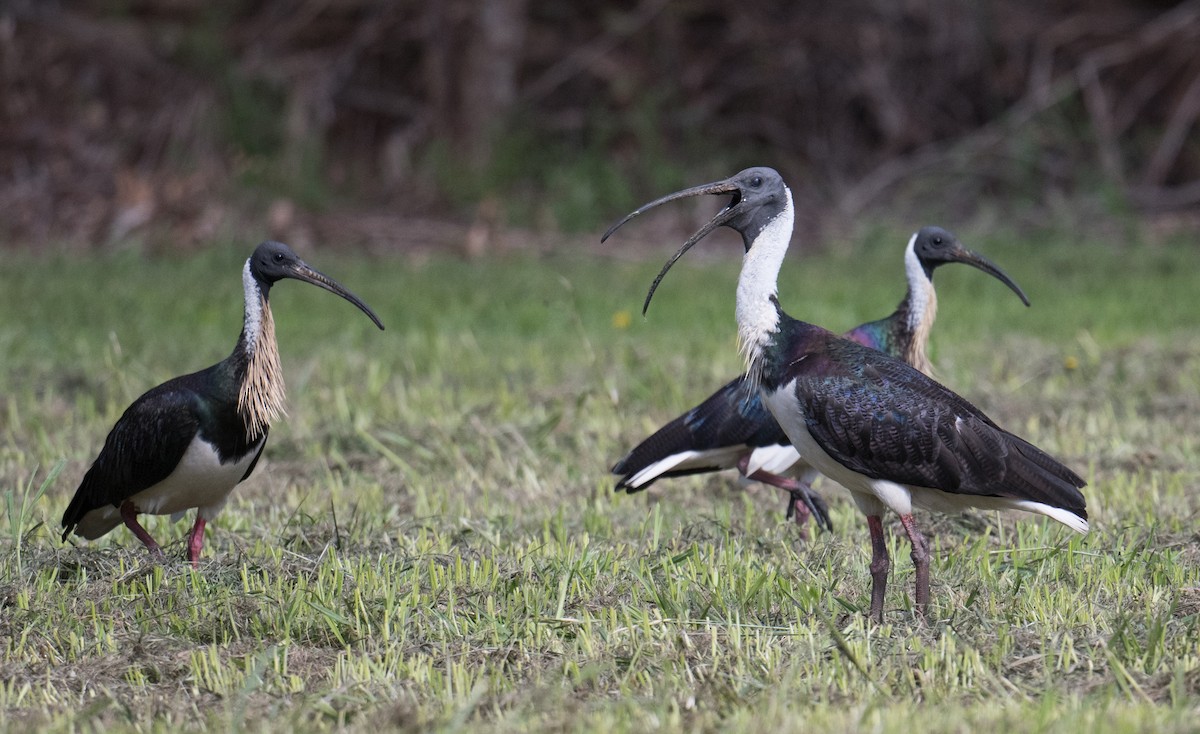 Straw-necked Ibis - ML645581279