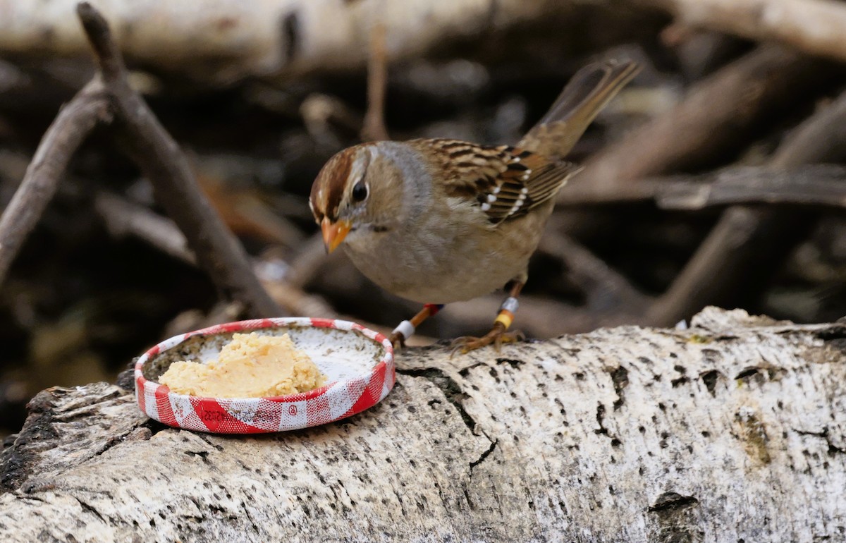 White-crowned Sparrow - ML645581281