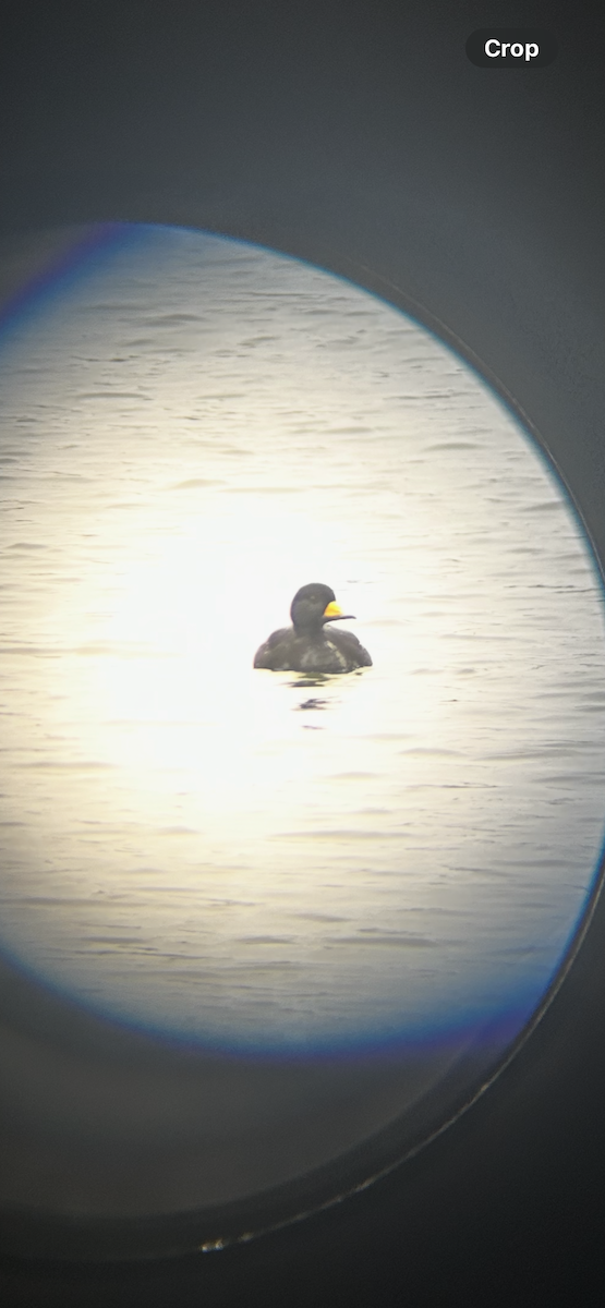 amerikasvartand - ML645581282