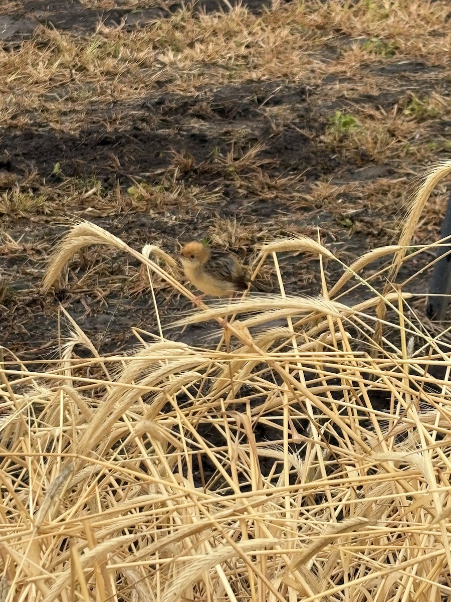 Golden-headed Cisticola - ML645581283