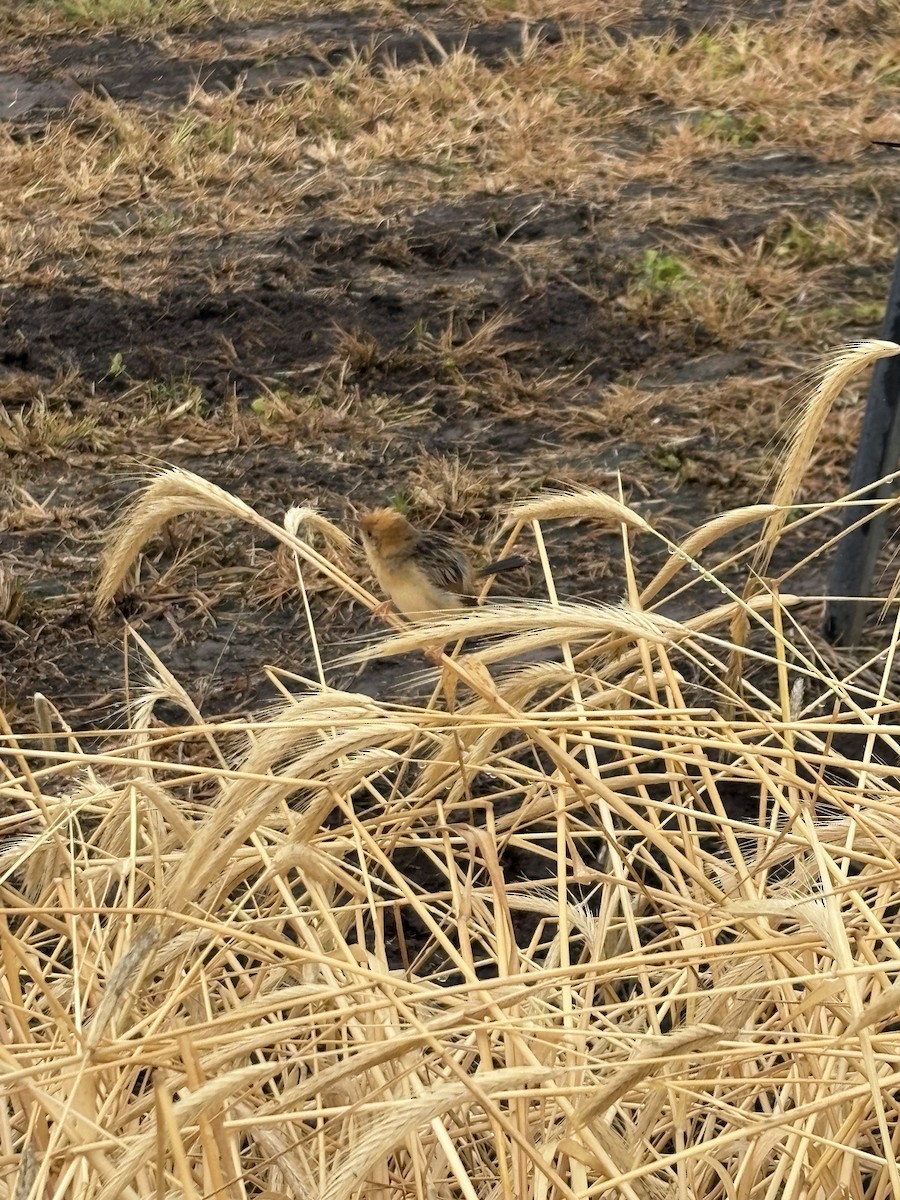 Golden-headed Cisticola - ML645581284