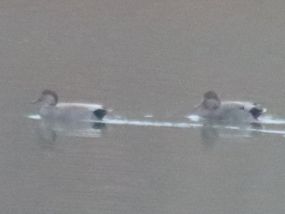 Gadwall - ML645581285