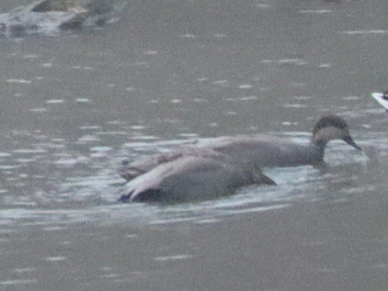 Gadwall - ML645581286