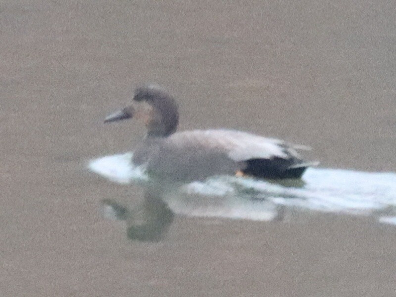 Gadwall - ML645581287