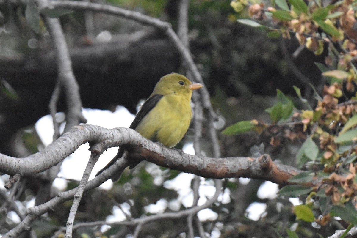 Scarlet Tanager - ML645581288