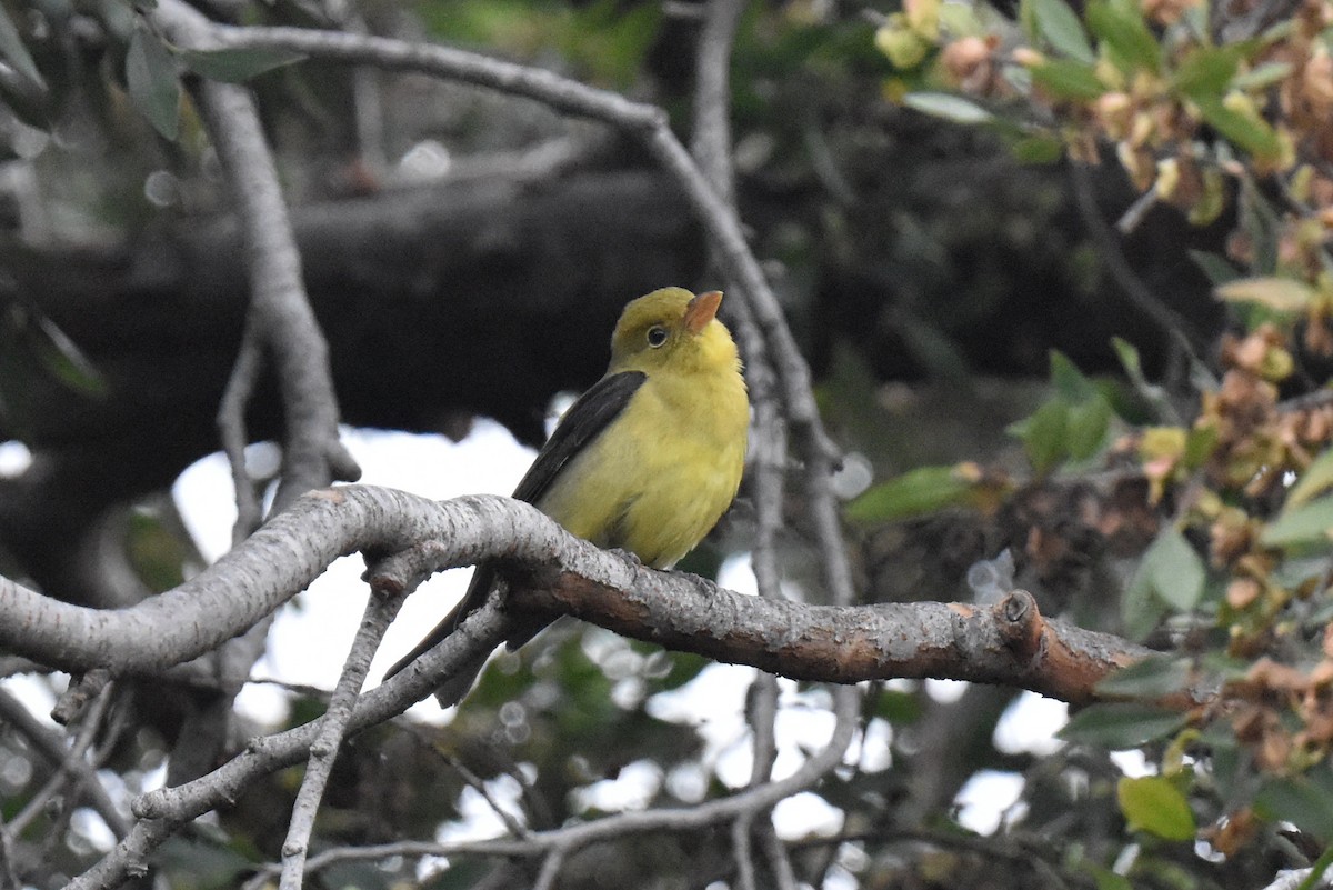 Scarlet Tanager - ML645581289