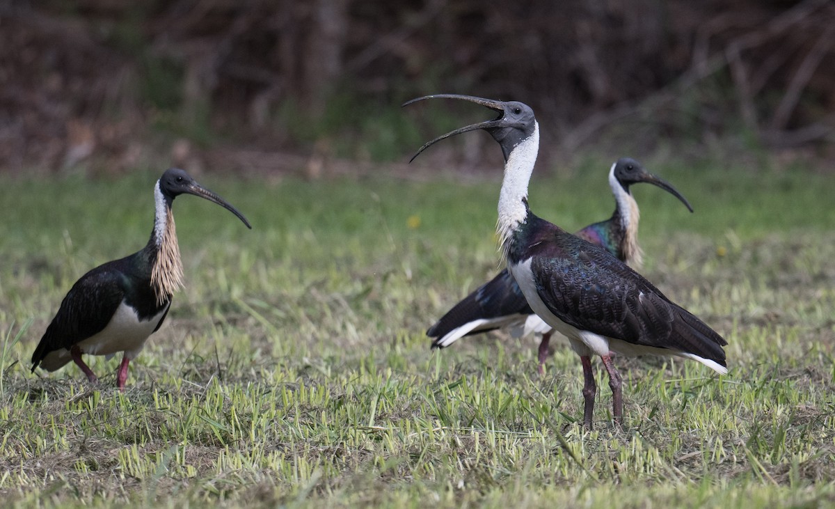 Straw-necked Ibis - ML645581290
