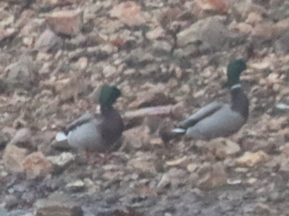 Mallard - ML645581293