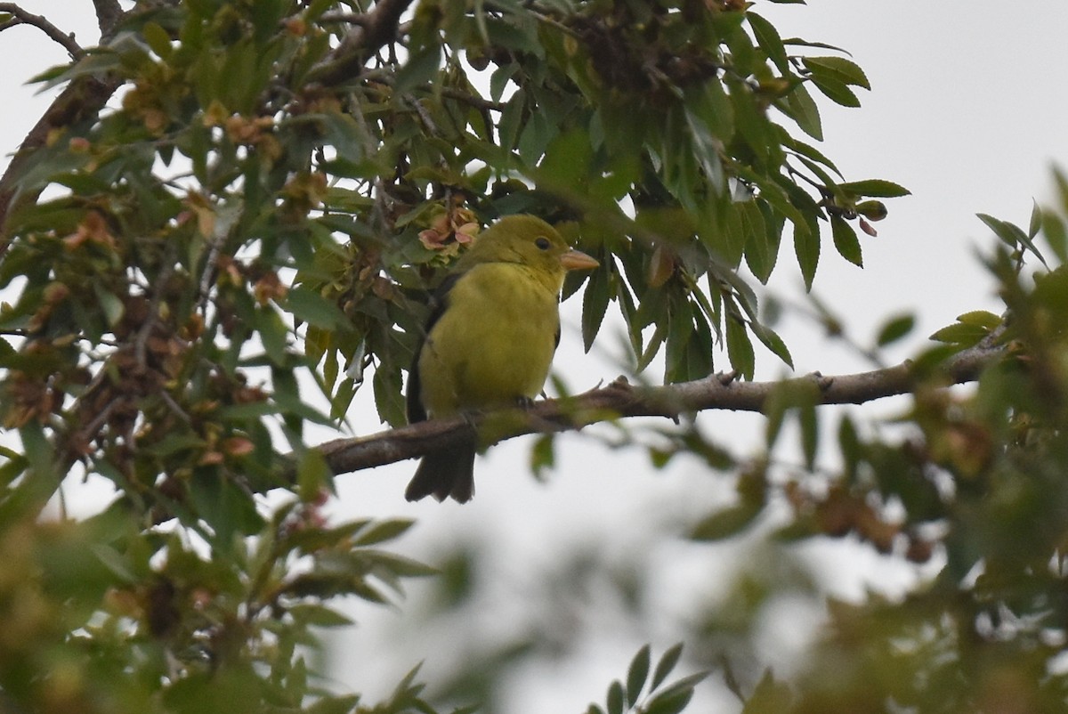 Scarlet Tanager - ML645581294