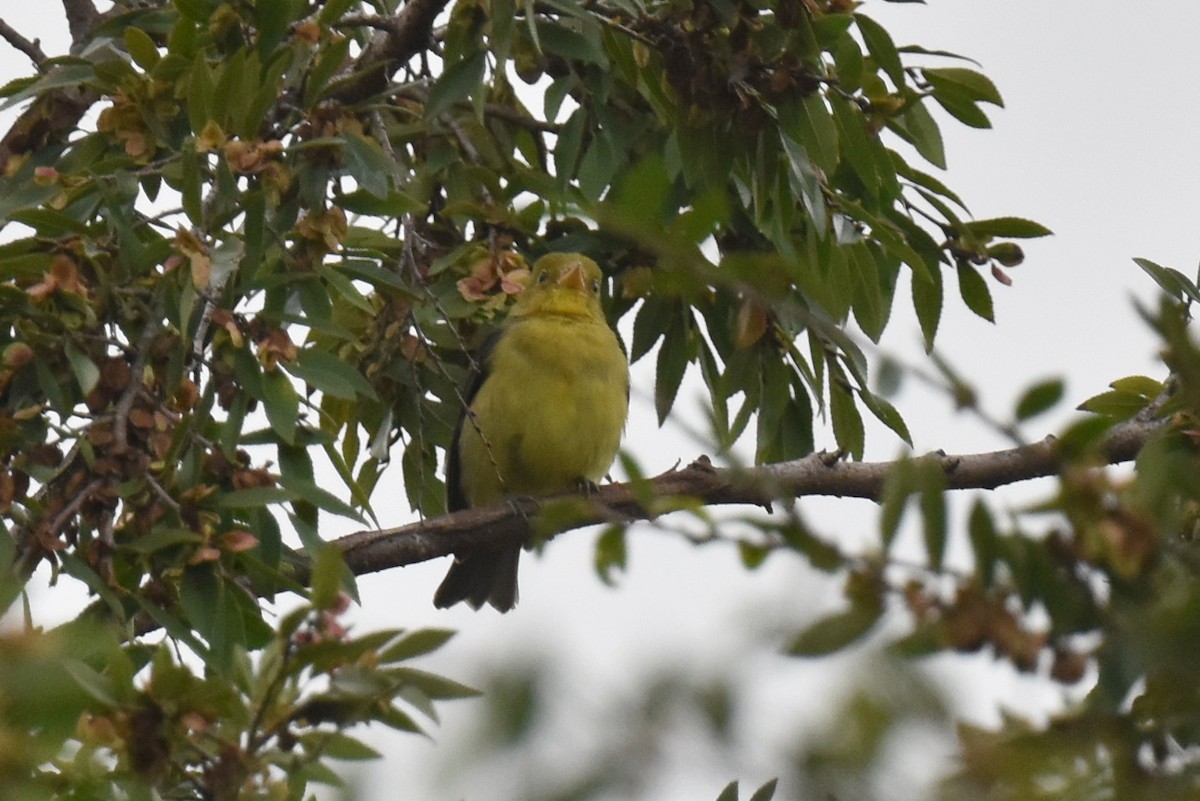 Scarlet Tanager - ML645581295