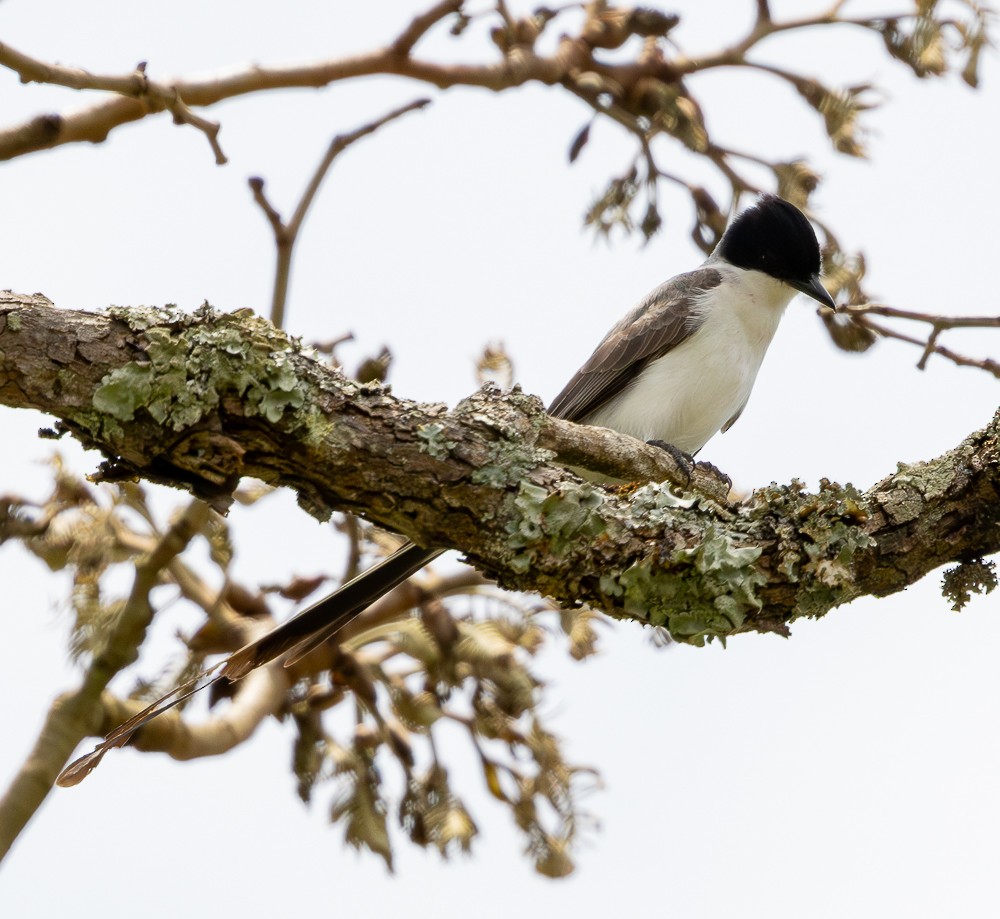 Fork-tailed Flycatcher - ML645581296