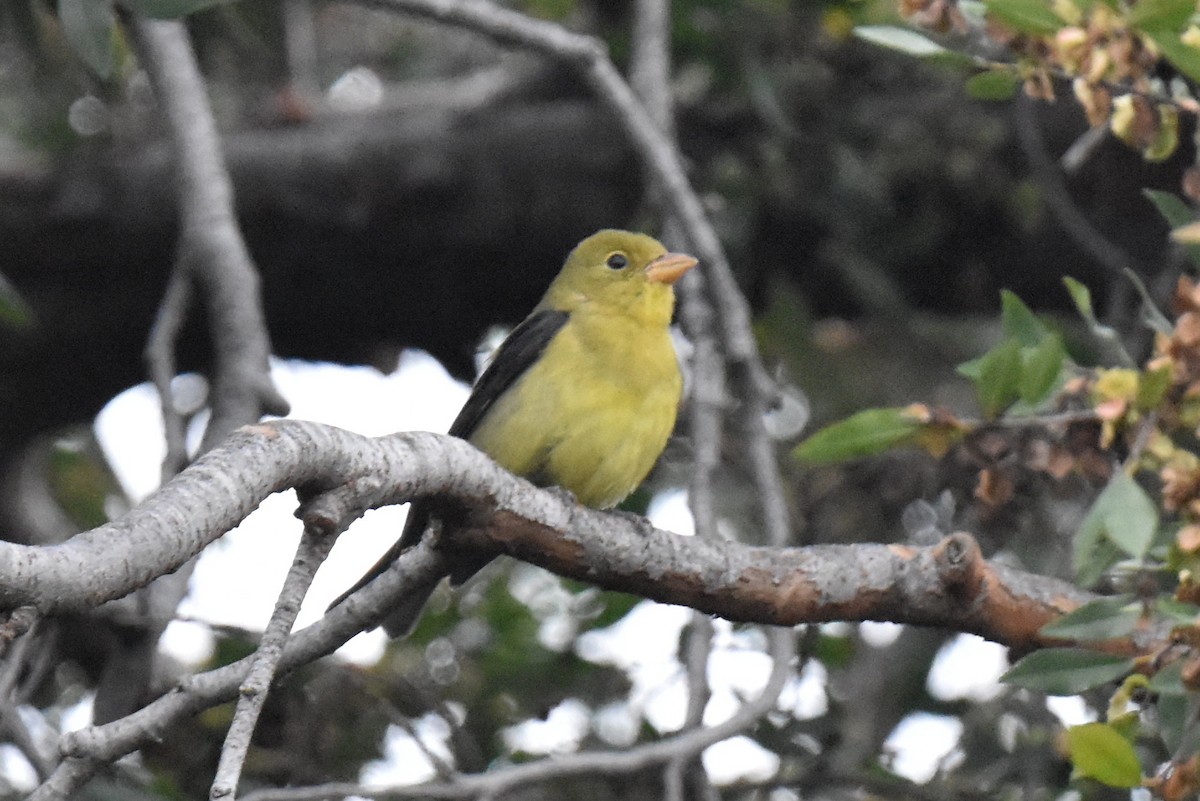 Scarlet Tanager - ML645581297