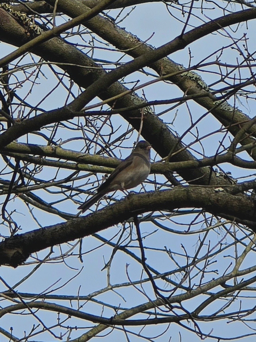 Dark-eyed Junco - ML645581298