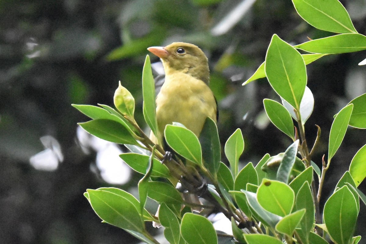 Scarlet Tanager - ML645581300