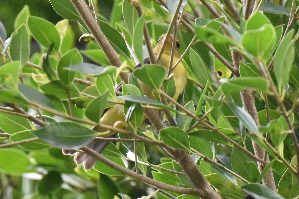 Scarlet Tanager - ML645581301