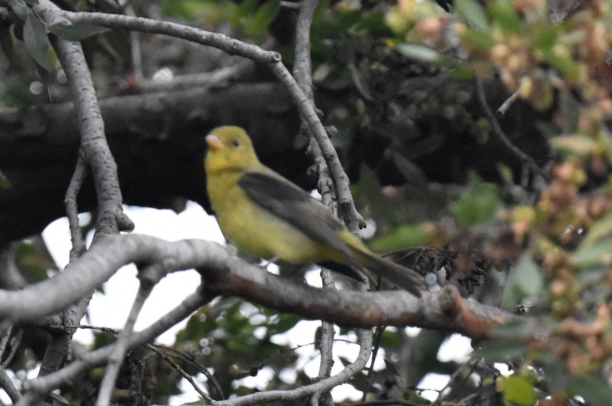 Scarlet Tanager - ML645581302