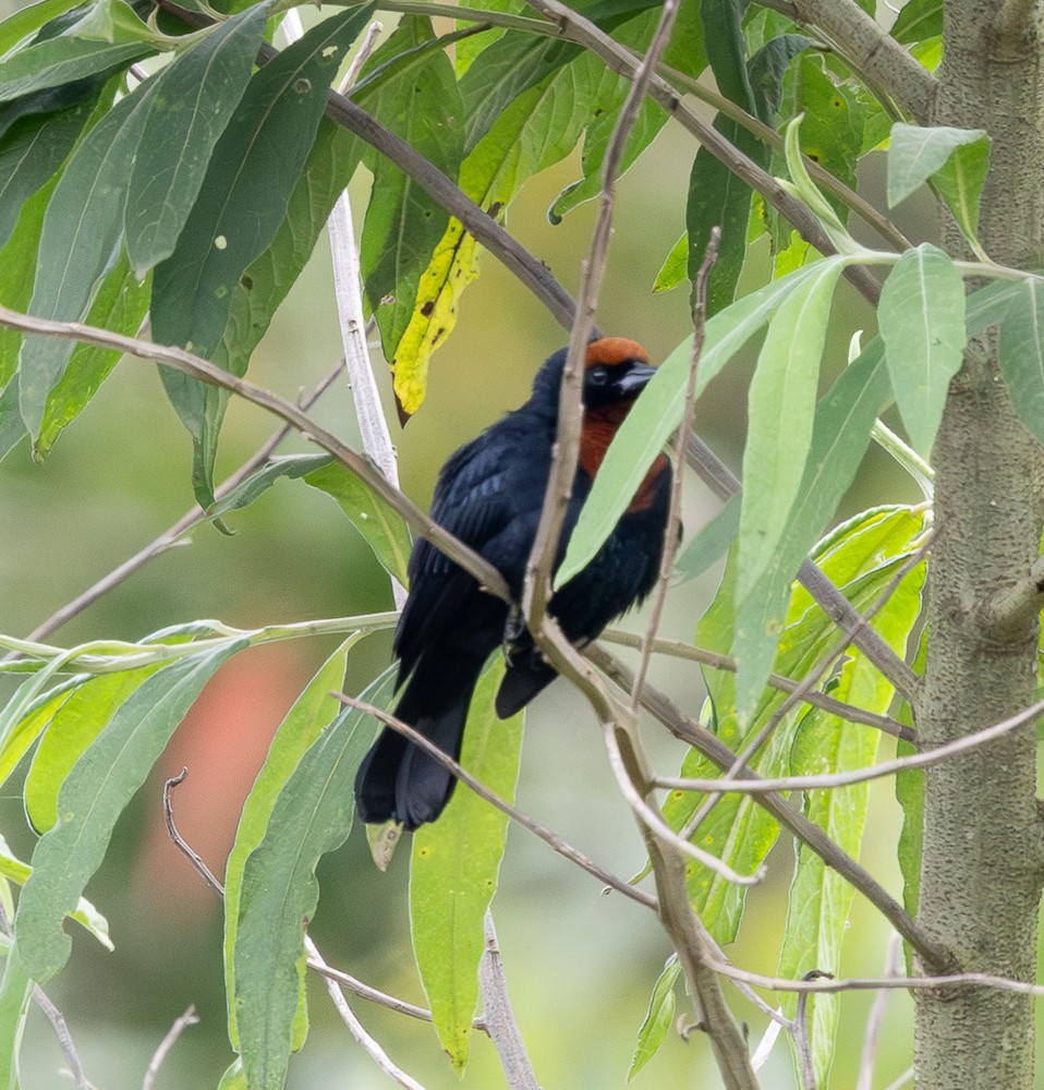 Chestnut-capped Blackbird - ML645581303