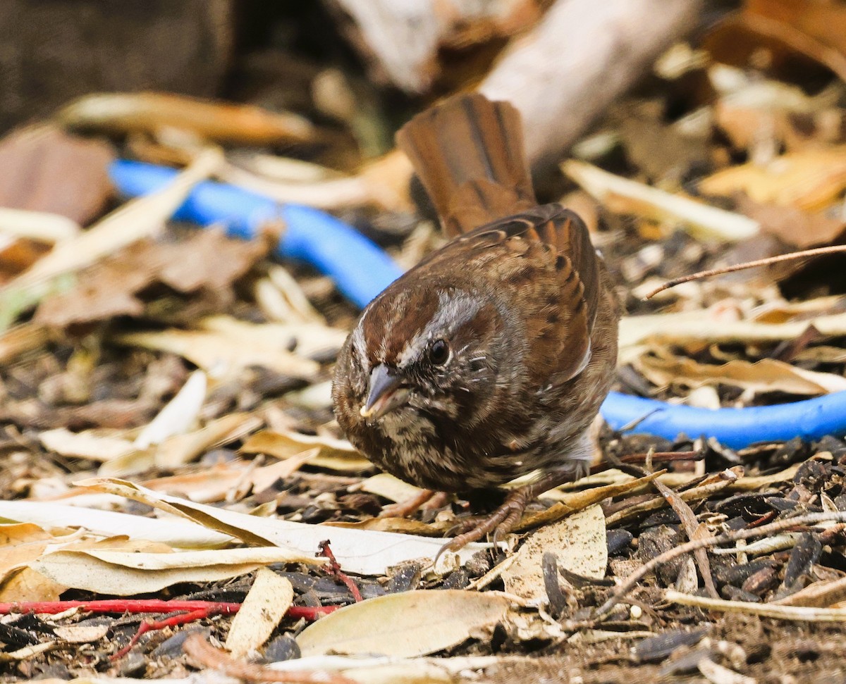 Song Sparrow - ML645581304