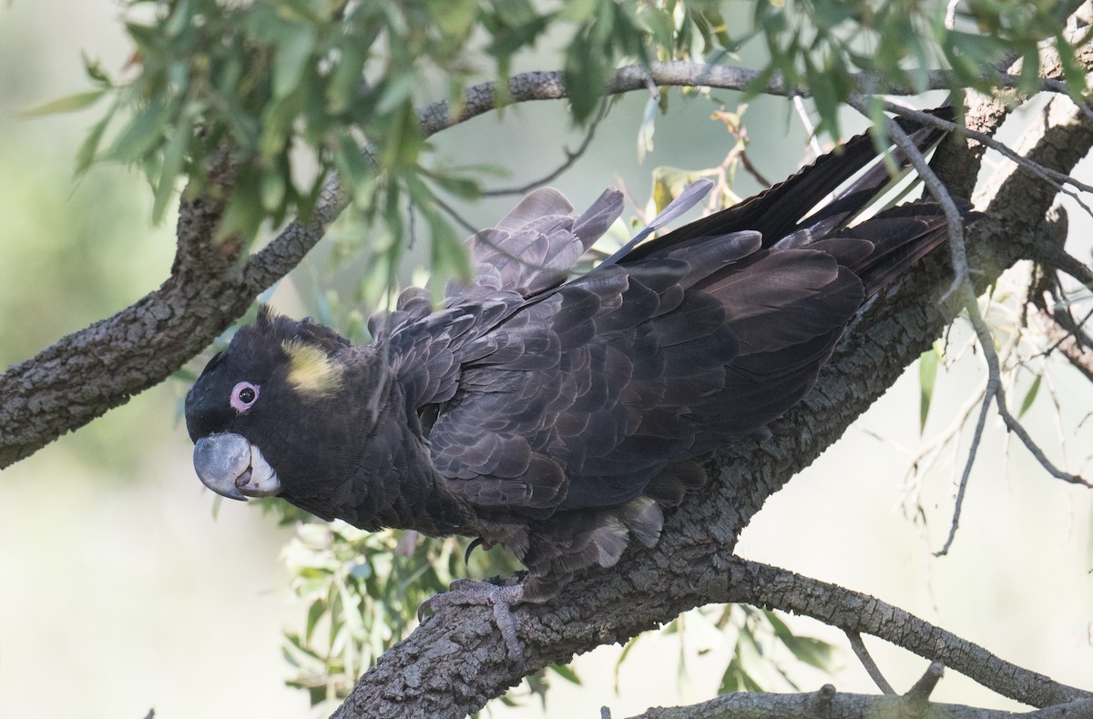 Yellow-tailed Black-Cockatoo - ML645581305