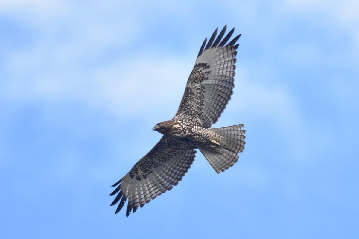 Red-tailed Hawk - ML645581306