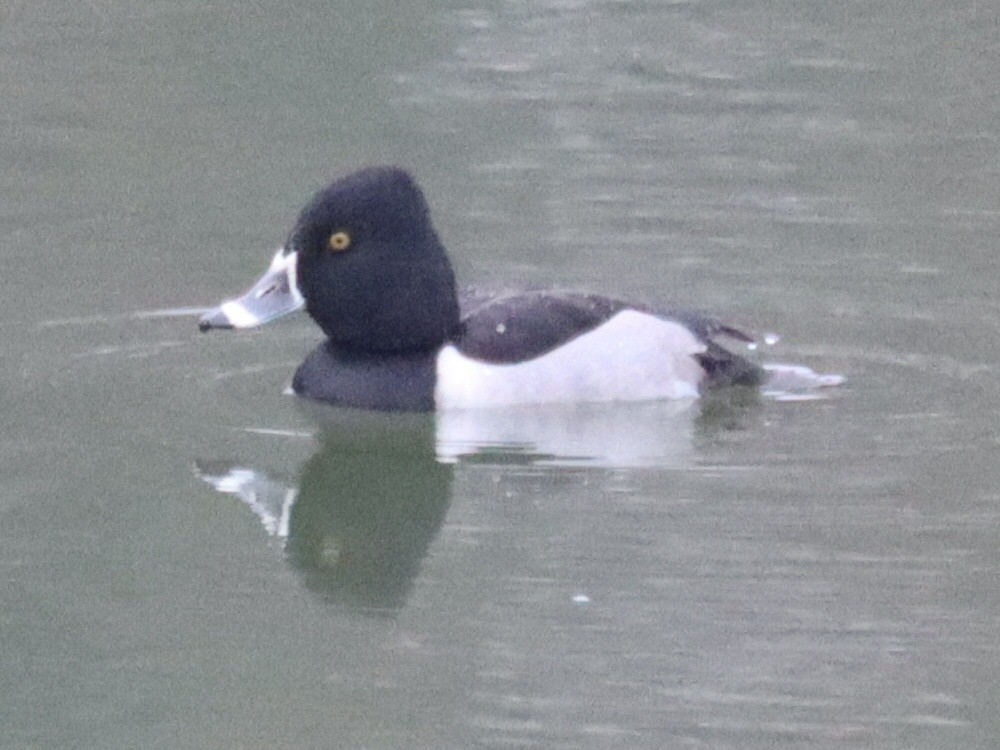 Ring-necked Duck - ML645581307