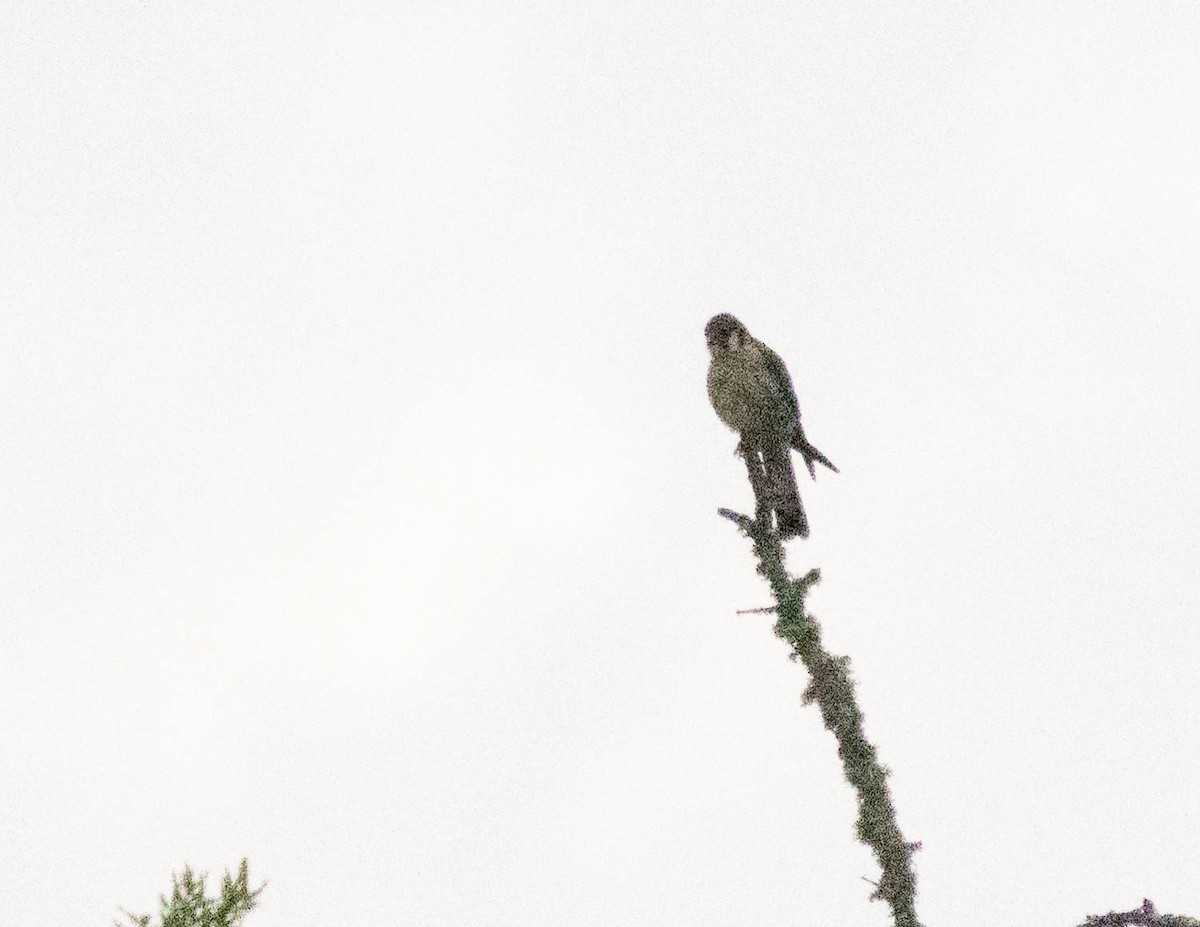 American Kestrel - ML645581308