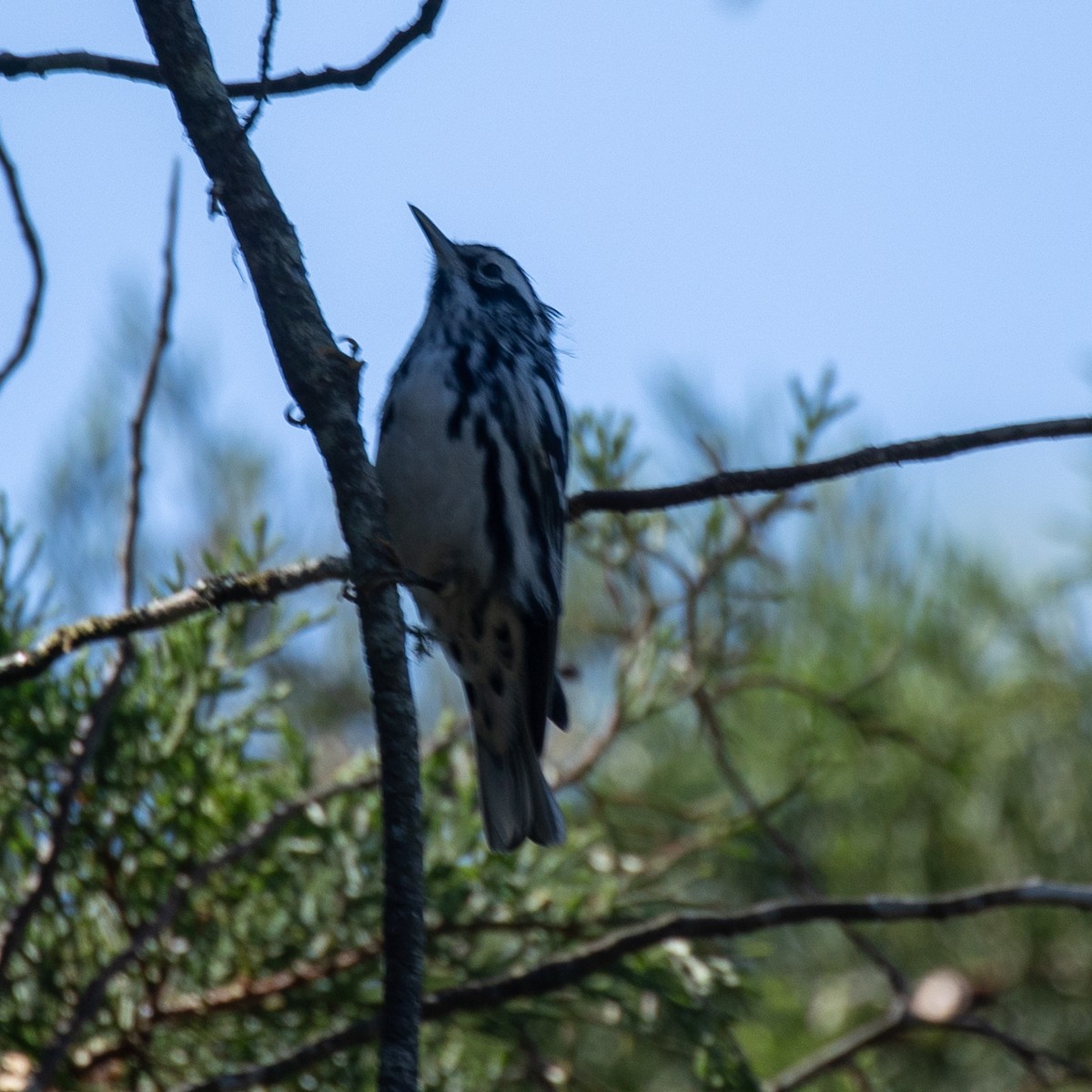 Black-and-white Warbler - ML645581309
