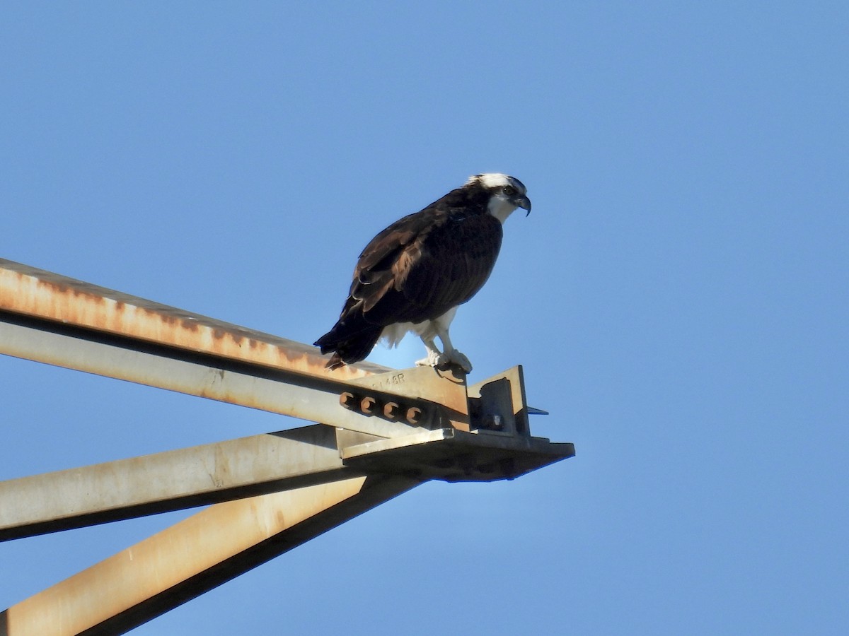 Osprey - ML645581310