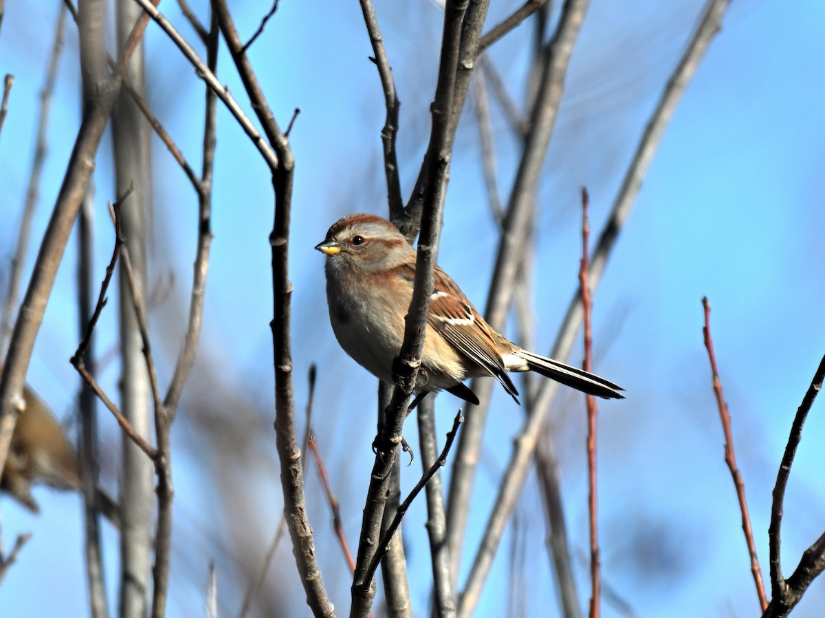 American Tree Sparrow - ML645581312