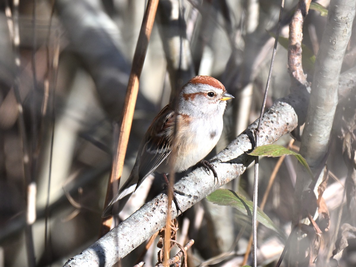 American Tree Sparrow - ML645581313
