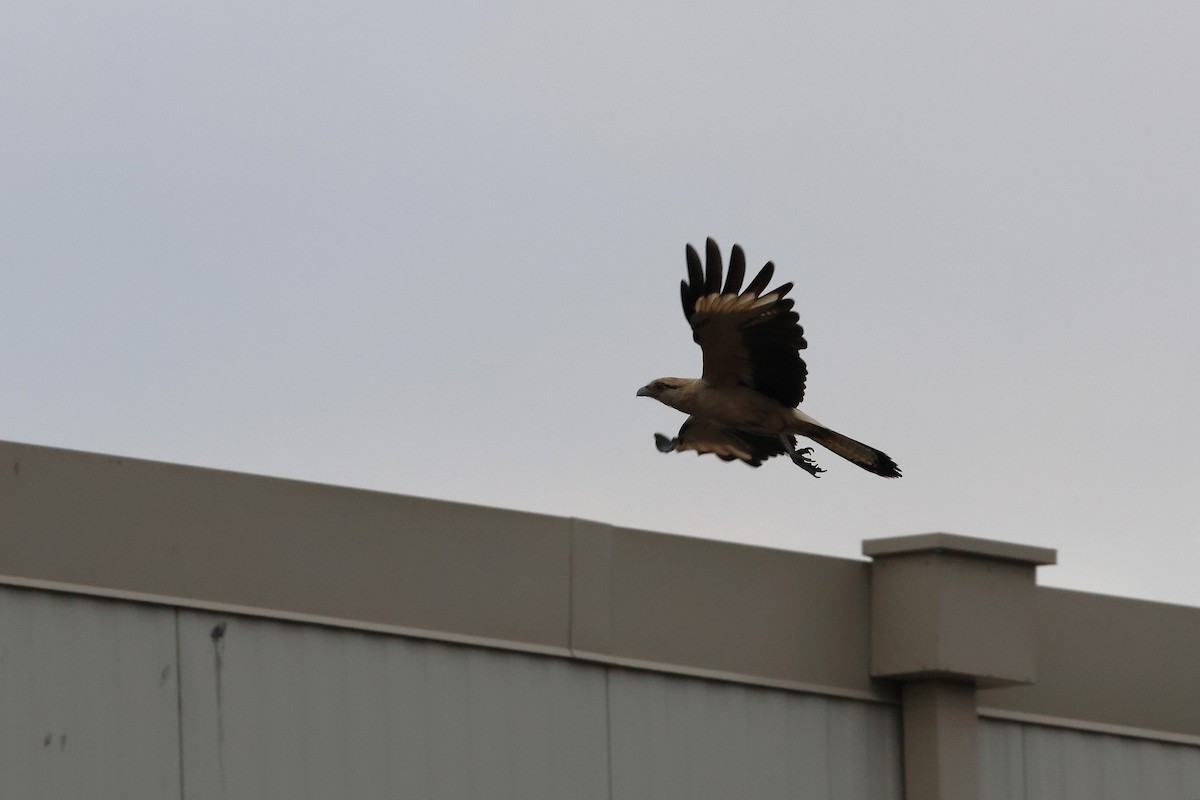 Yellow-headed Caracara - ML645581314