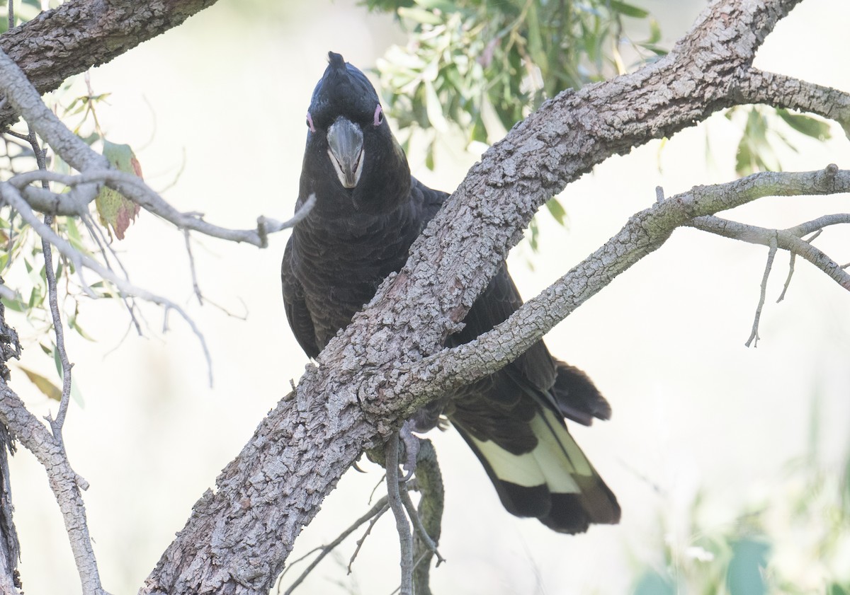 Yellow-tailed Black-Cockatoo - ML645581315